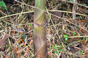 Bambus Sprosse in Ecuador