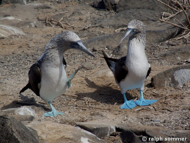 Blaufusstölpel Sula nebouxii Paar balzend am Brutplatz Galapagos
