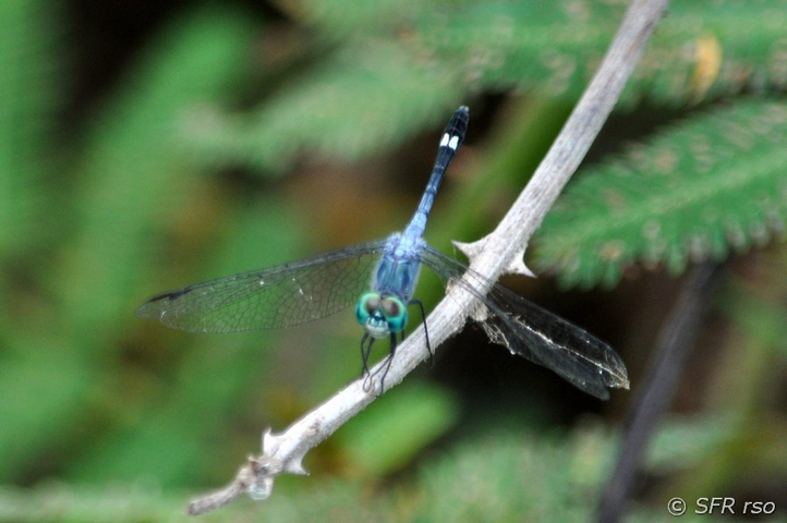 Libelle blau in Ecuador