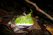 Amazonian horned frog in Ecuador