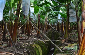 Bewässerungskanal auf Bananenplantage, Ecuador