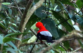 Cotinga