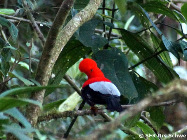 Cotinga