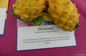 Gelbe Pitahaya Drachenfrucht Selenicereus megalanthus in Ecuador