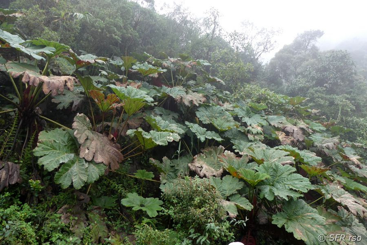 Mammutblatt Gunnera Ansiedlung in Ecuador
