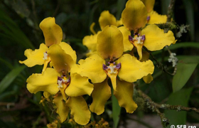 Orchidee in der Guango Lodge