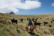 Reiter Vieh am Paramo in Ecuador