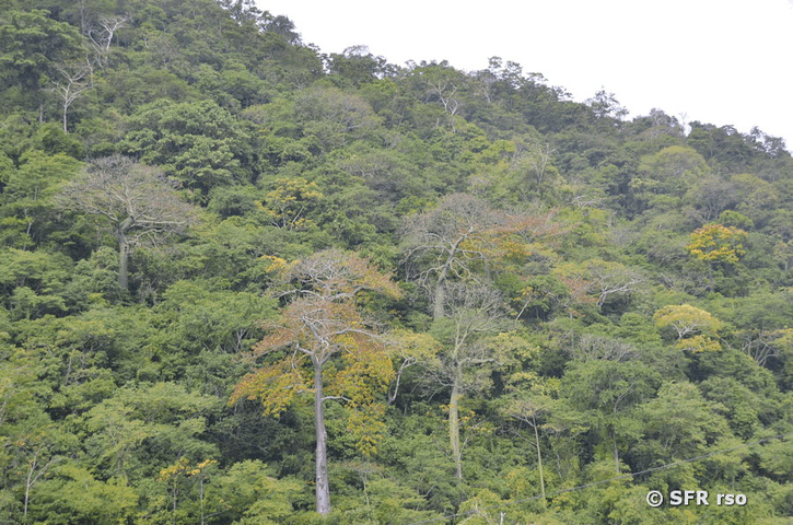 Reservat Puyango in Ecuador