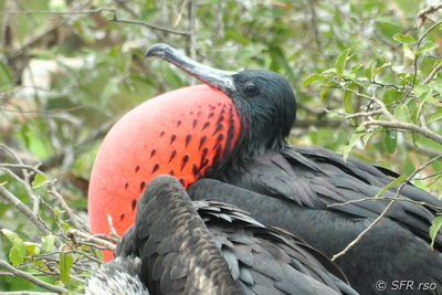 Fregattvogel mit rotem Kehlsack in Ecuador