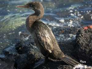 Galapagos Kormoran