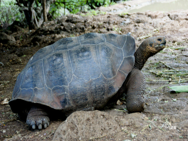 Galapagos Schildkröte 