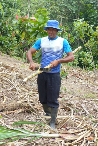 Zuckerrohr wird geschält in Ecuador