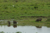 Capybaras am Ufer in Ecuador