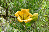 Goldkelch (Solandra guttata), Ecuador
