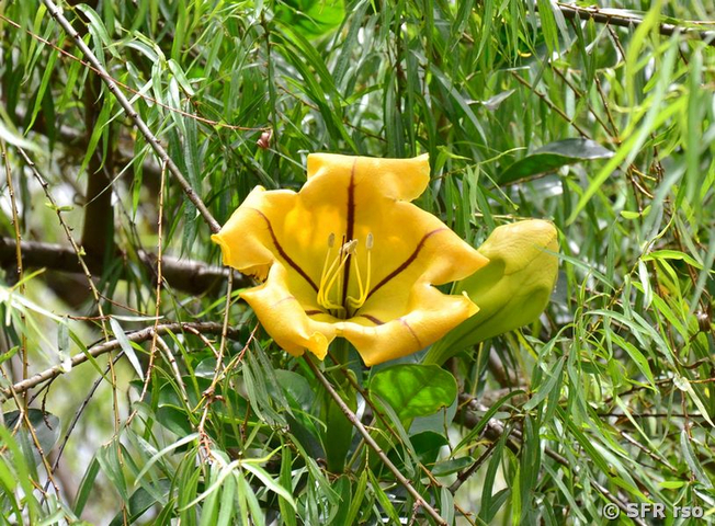 Goldkelch (Solandra guttata), Ecuador