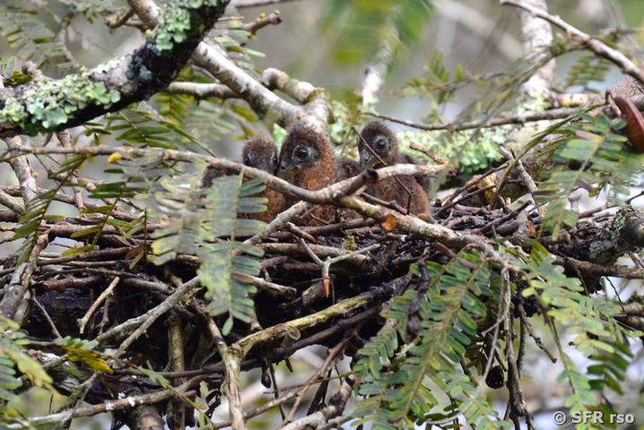 Hoatzinjungvogel im Nest in Ecuador