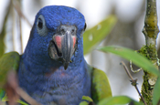 Individualreise Ecuador Papagei