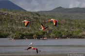 Kubaflamingo Phoenicopterus ruber Lagune Floreana Galapagos