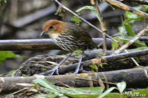 Ameisenpitta (chestnut crowned antpitta)