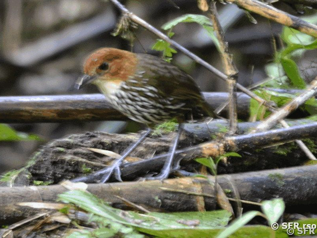 Ameisenpitta (chestnut crowned antpitta)