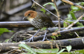 Ameisenpitta (chestnut crowned antpitta)