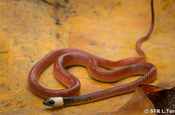 Drepanoides Anomalus Amazon egg eating snake in Ecuador