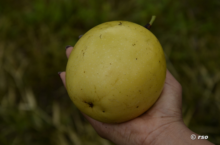 Passionsfrucht Edulis in Ecuador