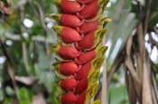 Heliconia rostrata in Ecuador