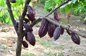 Kakaofrüchte CCN 51 in Ecuador