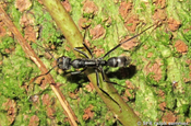 Conga bullet ant in Ecuador