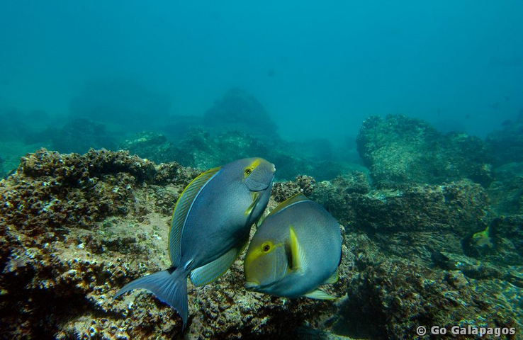 Purple Surgeonfish auf Genovesa, Galapagos