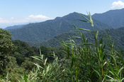 Bergnebelwald Bellaviste in Ecuador