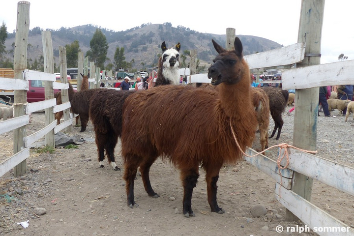 Lamas auf Viehmarkt in Ecuador