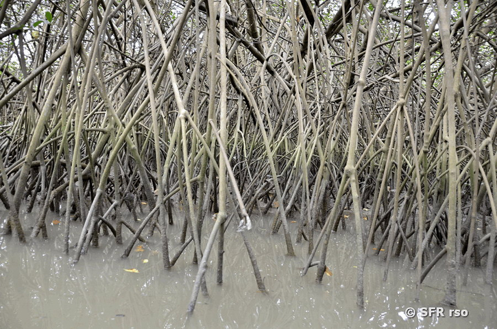 Stelzwurzeln in Mangrove, Ecuador