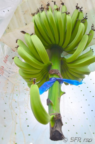Bananenstaude mit Früchten in Ecuador
