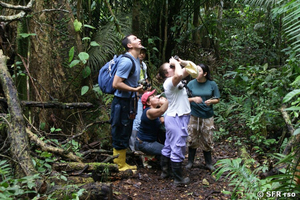 Beobachtungen im Urwald, Ecuador