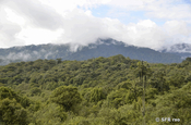 Bergnebelwald San Isidro Ecuador