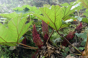 Gunnera Manicata Mammutblatt im Reservat Yanacocha in Ecuador