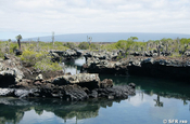 Lavabrücken in Los Tuneles, Galapagos