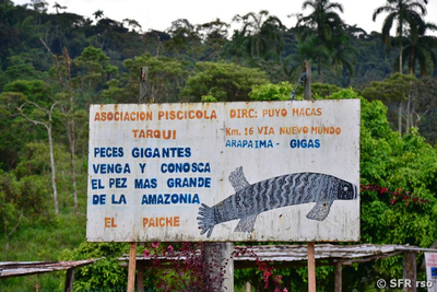 Knochenzüngler Paiche Schild, Ecuador