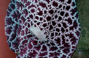 Aristolochia grandiflora Pfeifenblume