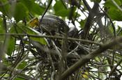 Boa in Nest, Ecuador