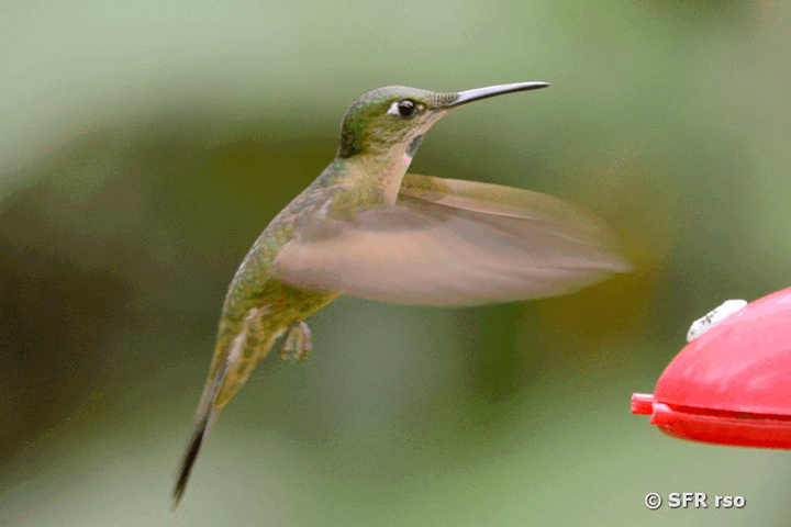 Braunbauch Brilliant Kolibri in Ecuador