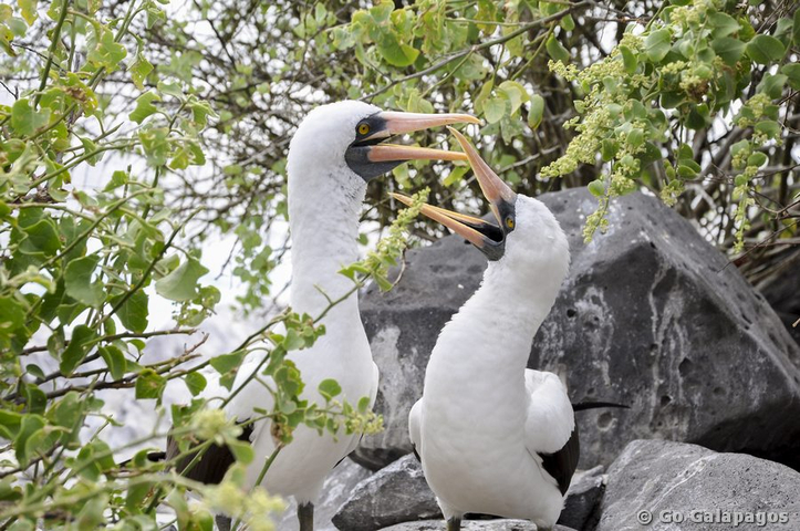 Maskentölpel Sula dactylatra schnäbelnd Galapagos