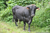 Schwarzer Bulle auf Farm in Ecuador