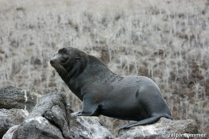 Seebär auf Rábida, Galapagos