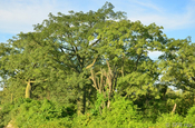 Wollbäume Pazifik Trockenwald in Ecuador