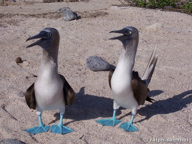 Blaufusstölpel Sula nebouxii Paar Galapagos