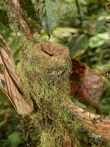 Kolibrinest in Ecuador