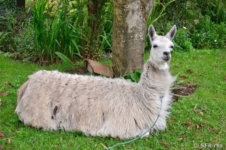 Neugieriges Lama in der Hazienda Cusin in Ecuador 